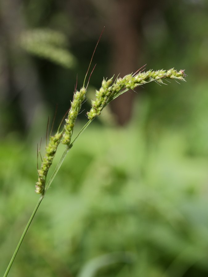 Изображение особи Echinochloa crus-galli.