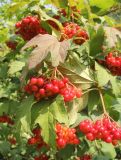 Viburnum opulus. Ветвь с соплодиями. Москва, Кузьминский парк, под ЛЭП. 13.08.2011.