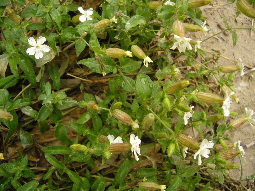 Изображение особи Melandrium latifolium.