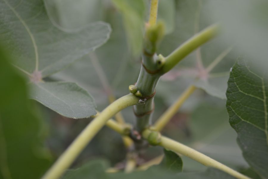 Image of Ficus carica specimen.