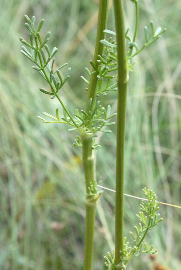 Image of Ferulago galbanifera var. brachyloba specimen.