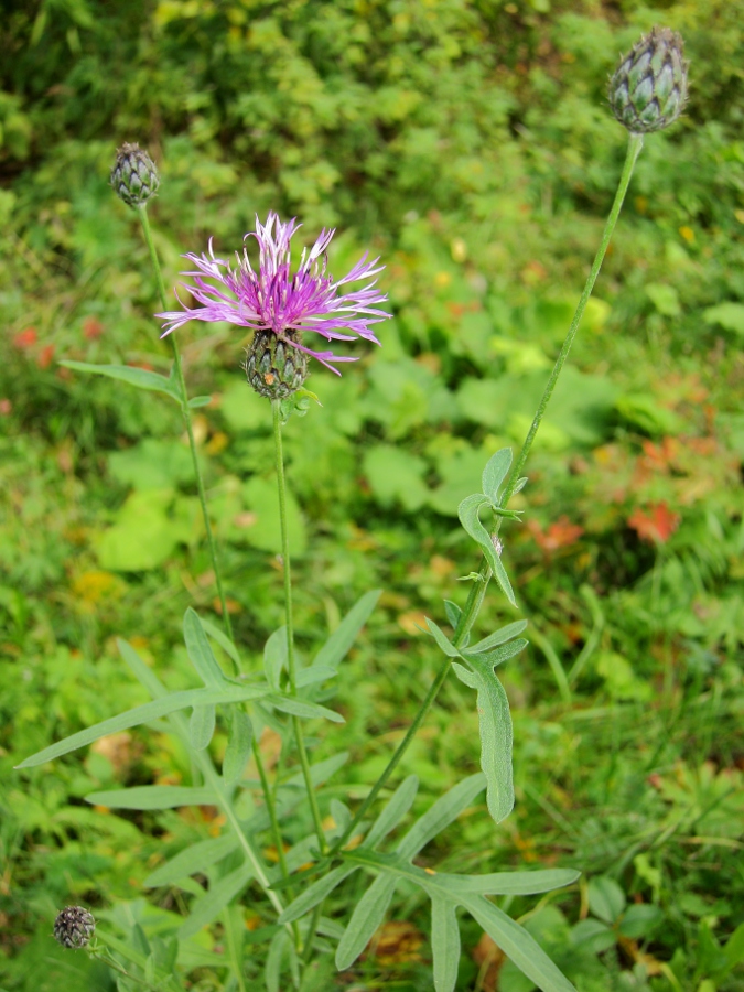 Image of Centaurea scabiosa specimen.