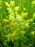 Rhinanthus vernalis. Соцветие. Ярославская обл., Угличский р-н, дер. Масальское, берег р. Корожечна. 24.06.2011.