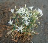 Pancratium maritimum