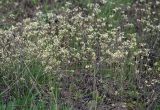 Arabidopsis thaliana