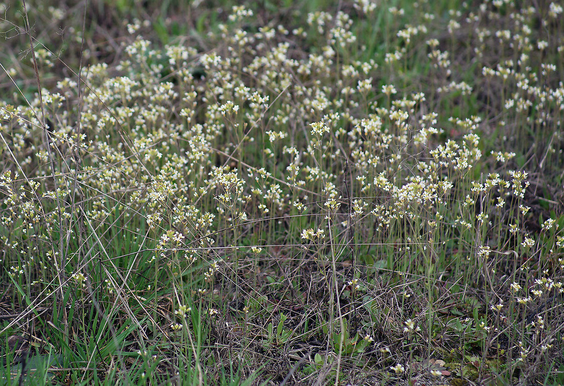 Изображение особи Arabidopsis thaliana.