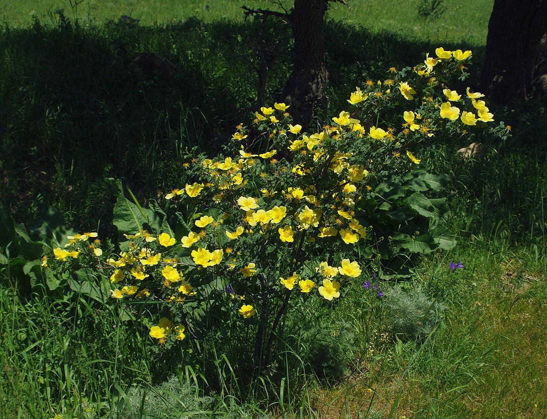 Image of Rosa platyacantha specimen.