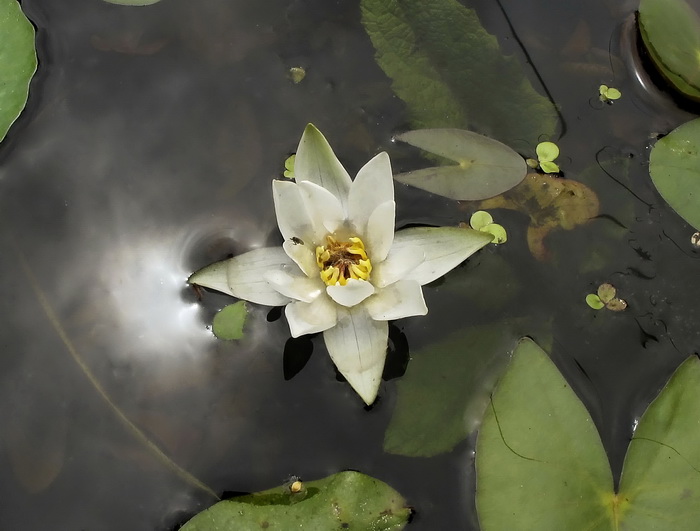 Изображение особи Nymphaea tetragona.