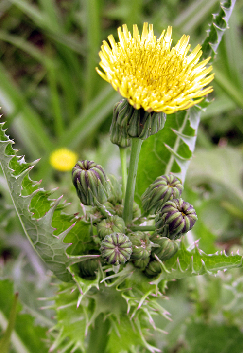 Image of Sonchus asper specimen.