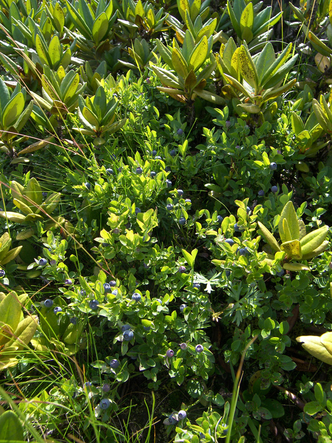 Image of Vaccinium myrtillus specimen.