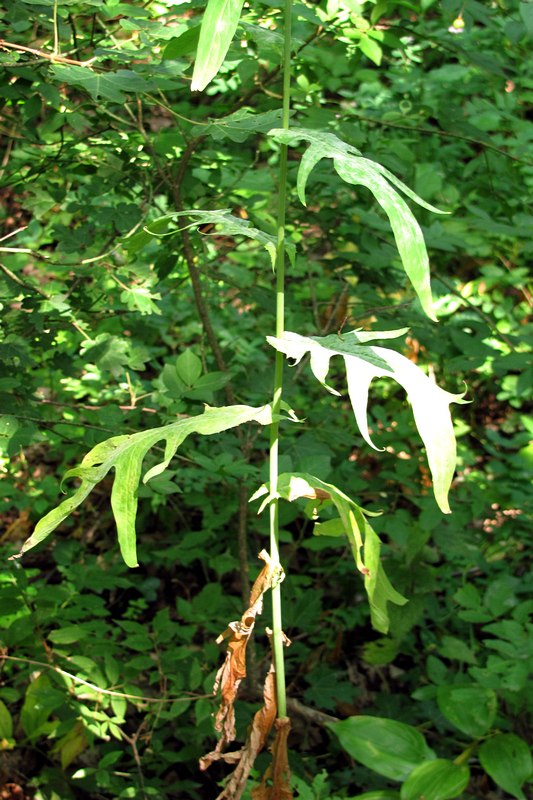 Image of Lactuca quercina specimen.