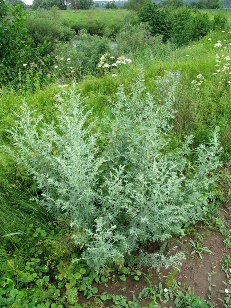 Image of Artemisia absinthium specimen.