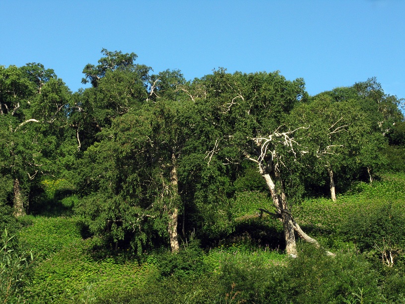 Image of Betula ermanii specimen.