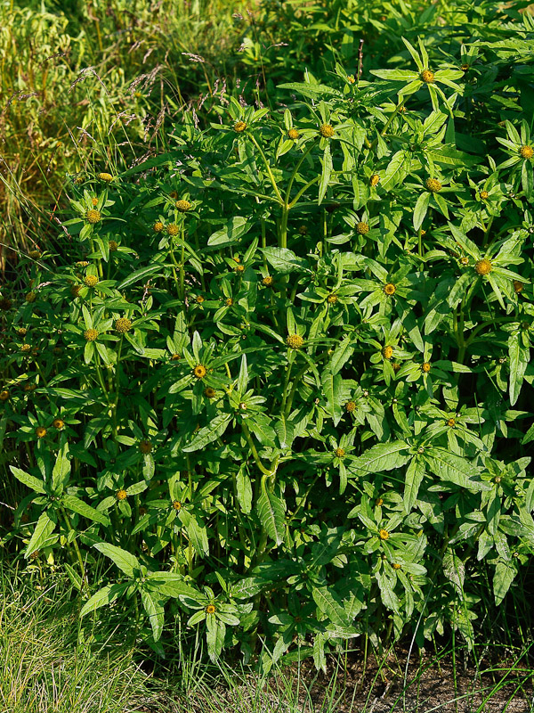 Image of Bidens kamtschatica specimen.