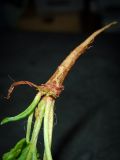 Image of taxon representative. Author is Татьяна Мальчинская
