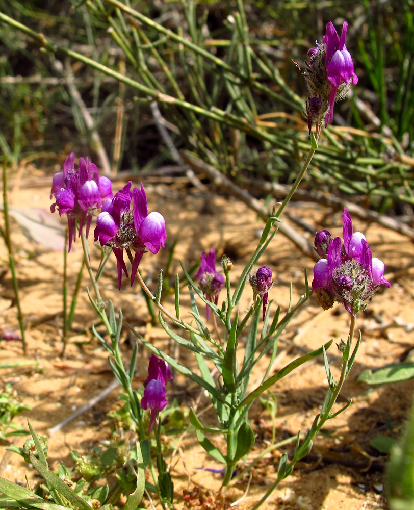 Изображение особи Linaria joppensis.