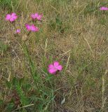 Dianthus borbasii. Цветущие растения. Курская обл., Фатежский р-н, с. Игино. 11 июня 2007 г.