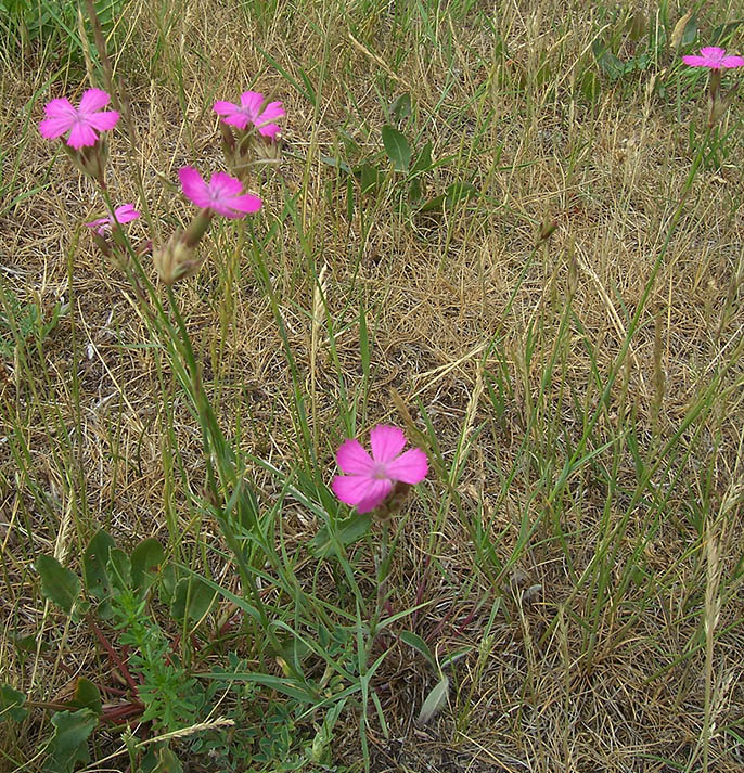 Изображение особи Dianthus borbasii.