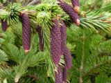 Picea ajanensis