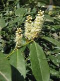 Lauro-cerasus officinalis. Ветвь с соцветиями. Крым, Ялта, в культуре. 23 апреля 2012 г.
