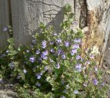 Glechoma hederacea