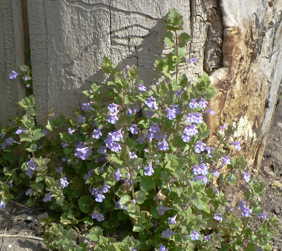 Изображение особи Glechoma hederacea.