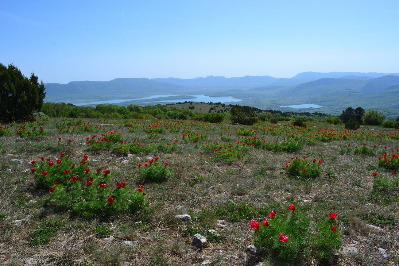 Изображение особи Paeonia tenuifolia.