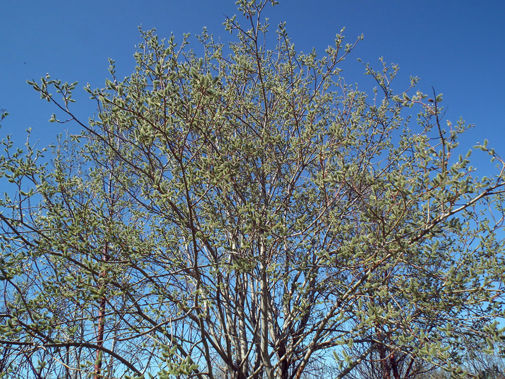 Изображение особи Salix caprea.