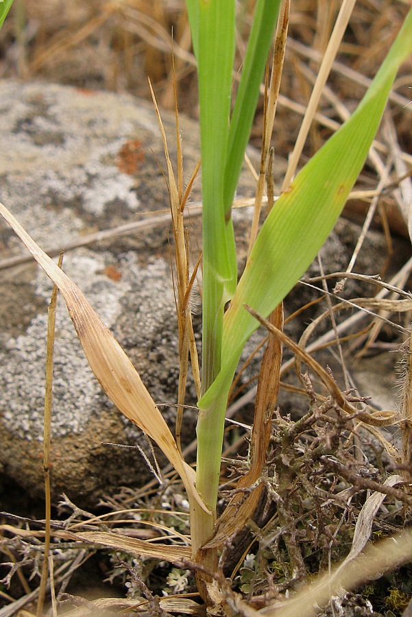 Изображение особи Cynosurus echinatus.