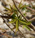 Vitex agnus-castus