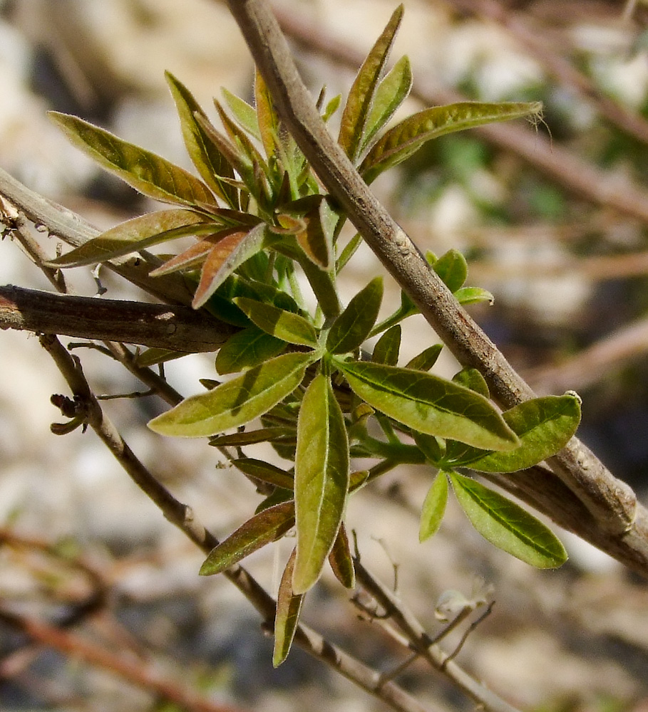 Image of Vitex agnus-castus specimen.