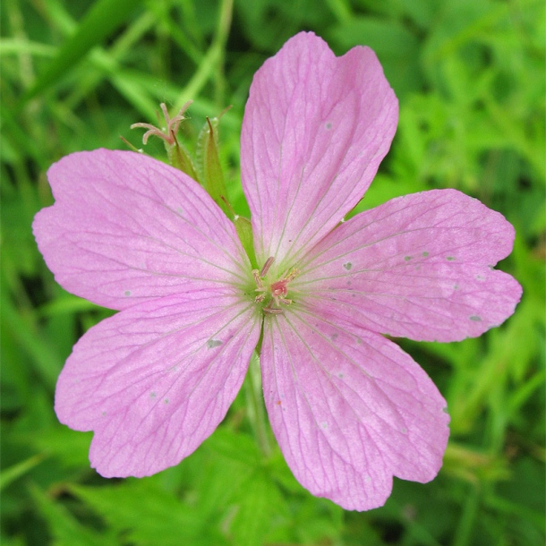 Изображение особи Geranium endressii.