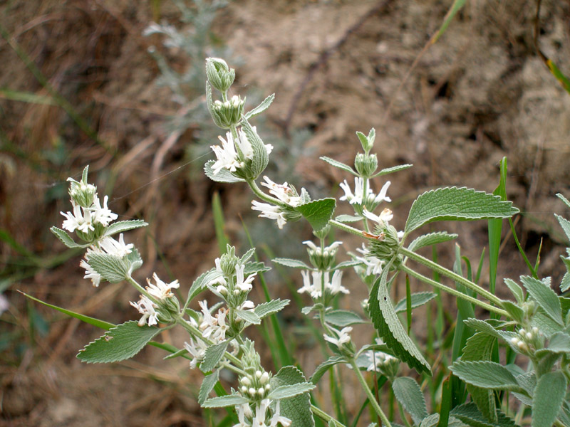 Image of Marrubium praecox specimen.