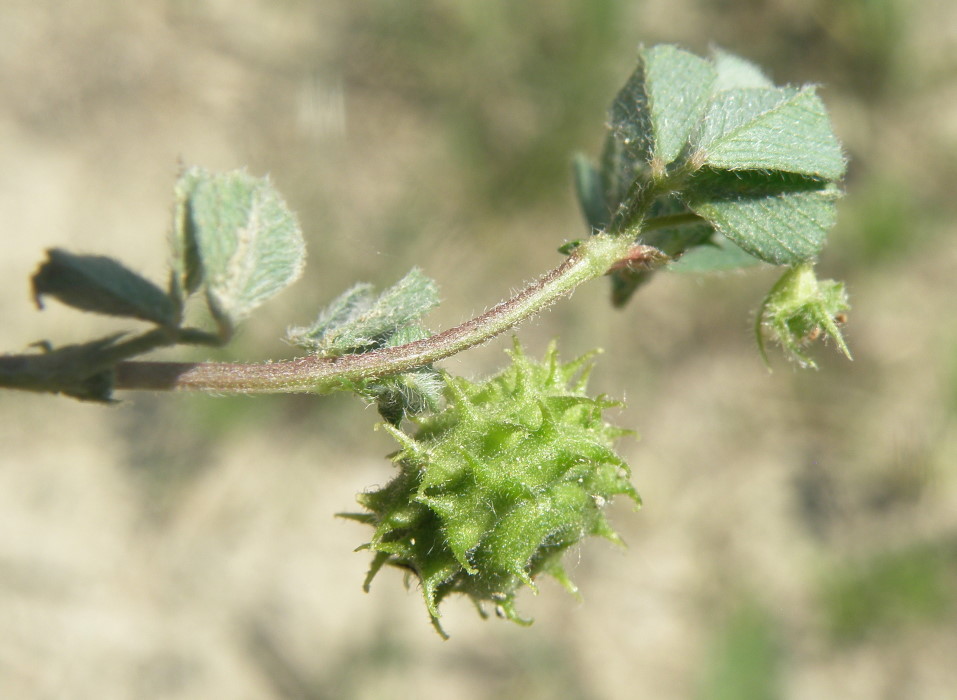 Image of Medicago rigidula specimen.