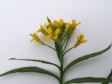 Erysimum cheiranthoides. Верхушка побега с соцветием. Московская обл., Лотошинский р-н, окр. дер. Савостино, пойма р. Русса. 24.06.2012.