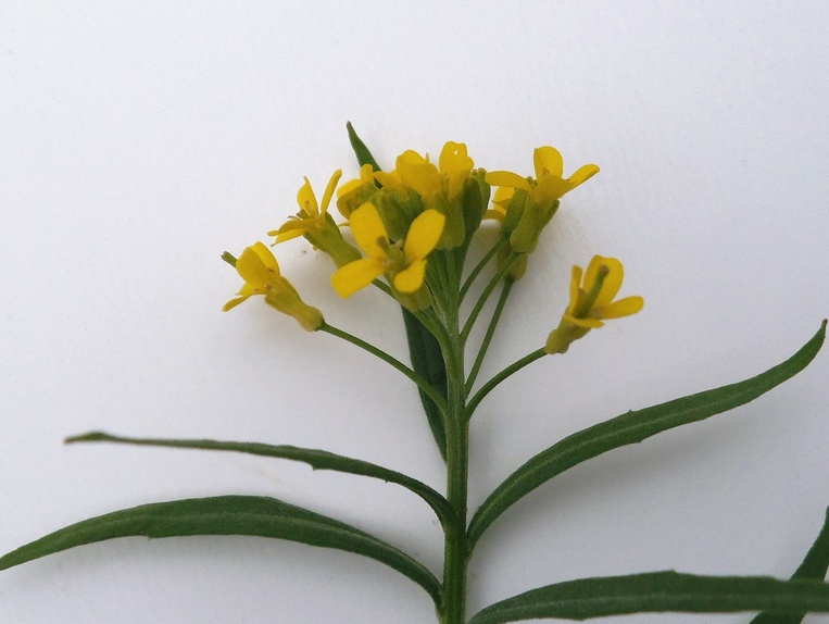 Image of Erysimum cheiranthoides specimen.