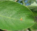 Image of taxon representative. Author is Геннадий Окатов