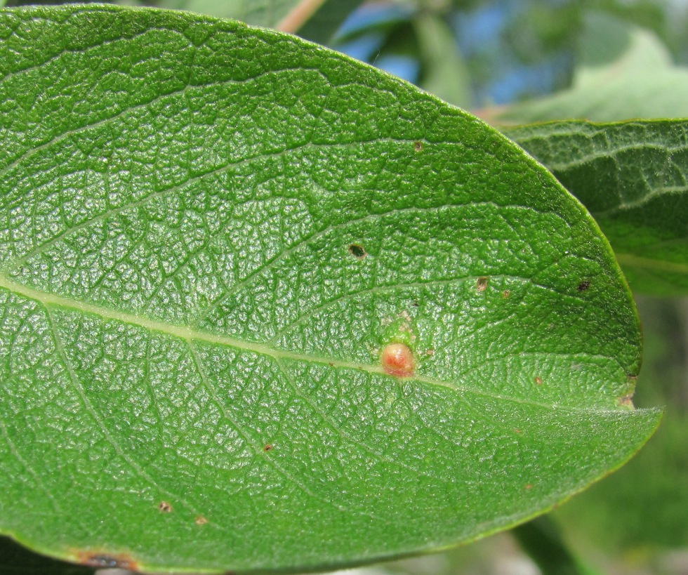 Image of Salix cinerea specimen.