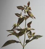 Lysimachia ciliata