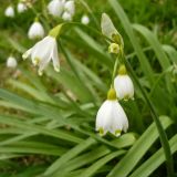 Leucojum aestivum