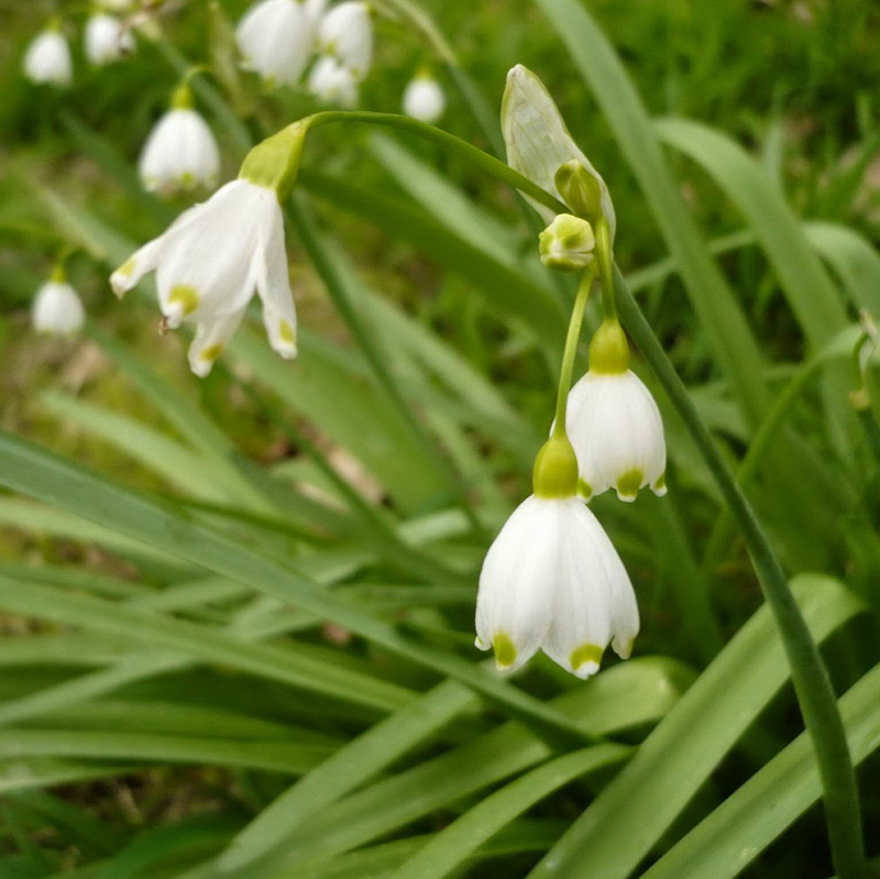 Изображение особи Leucojum aestivum.