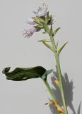 Image of taxon representative. Author is Валерий Куделя
