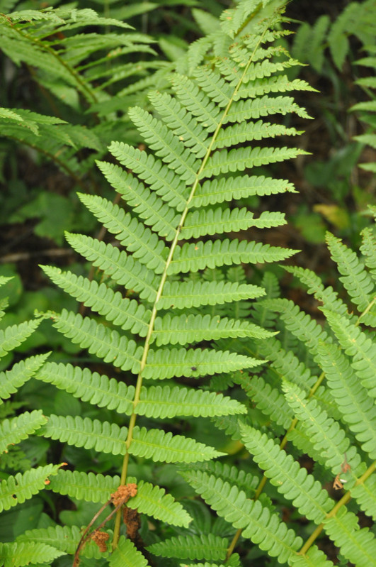 Image of Osmundastrum asiaticum specimen.