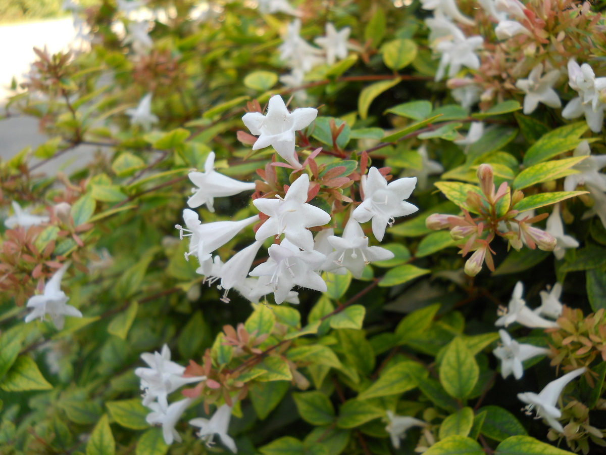 Изображение особи Abelia &times; grandiflora.