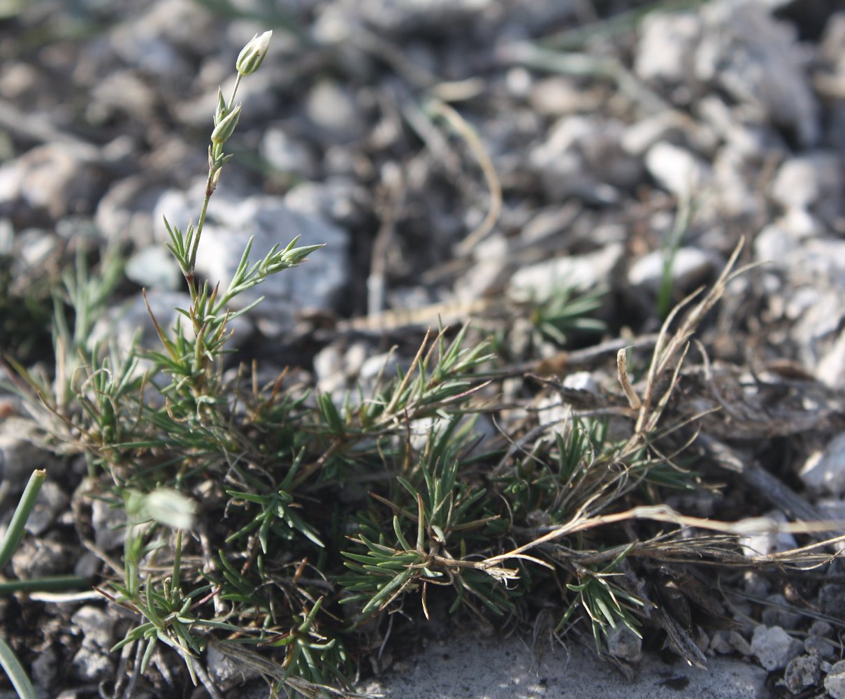 Image of Minuartia krascheninnikovii specimen.