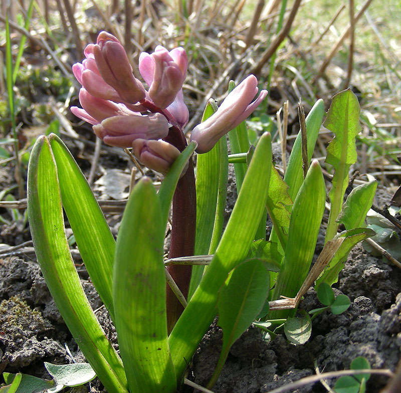 Изображение особи Hyacinthus orientalis.