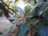 Eriobotrya japonica