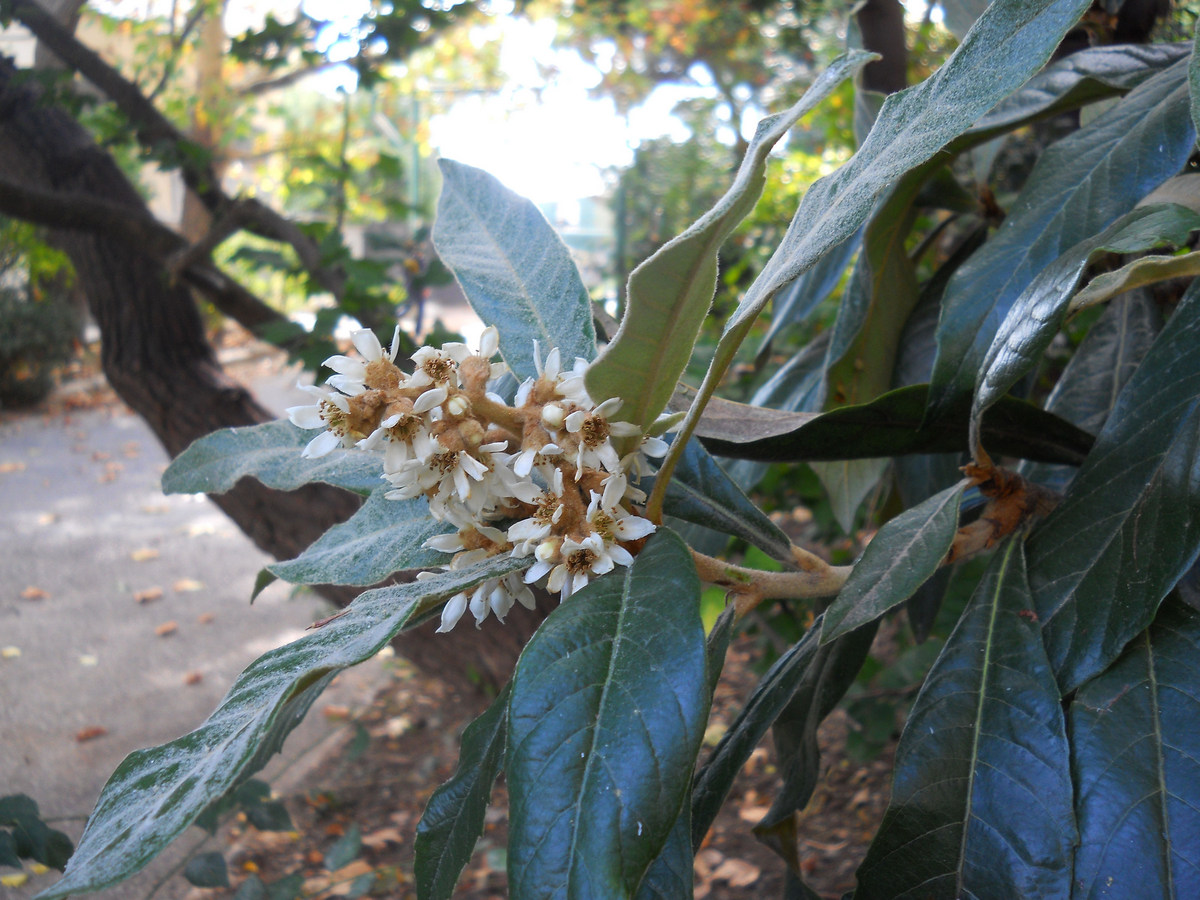 Image of Eriobotrya japonica specimen.