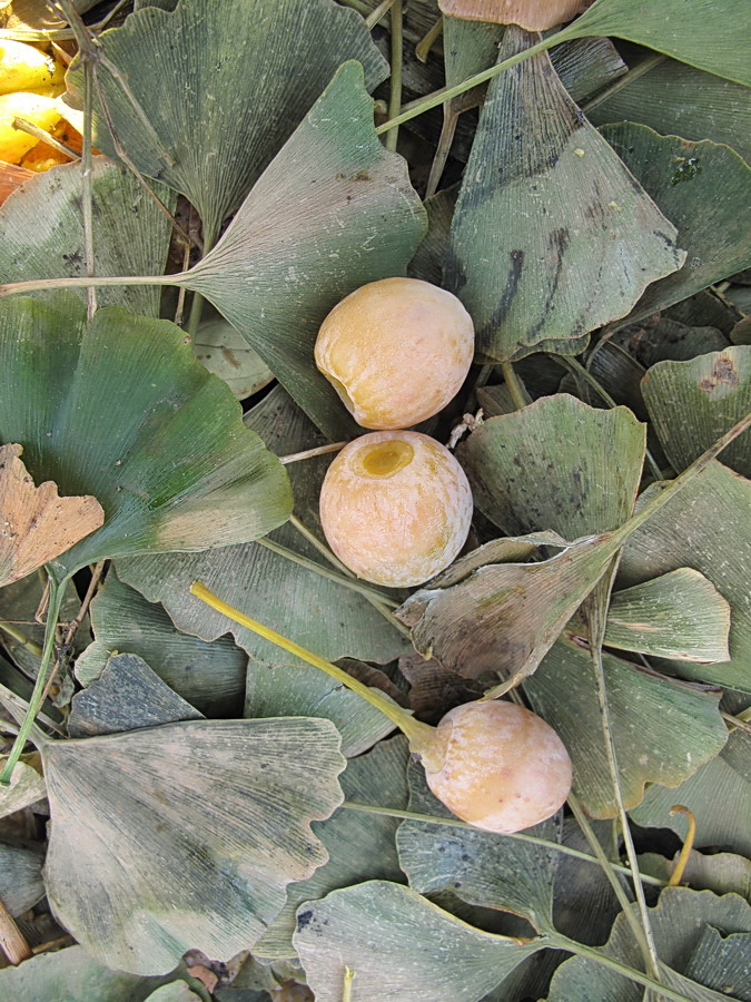 Image of Ginkgo biloba specimen.