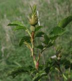 Rosa lapidosa. Верхушка побега с бутоном. Ростовская обл., Куйбышевский р-н, окр. пос. Лысогорка. 15.05.2012.